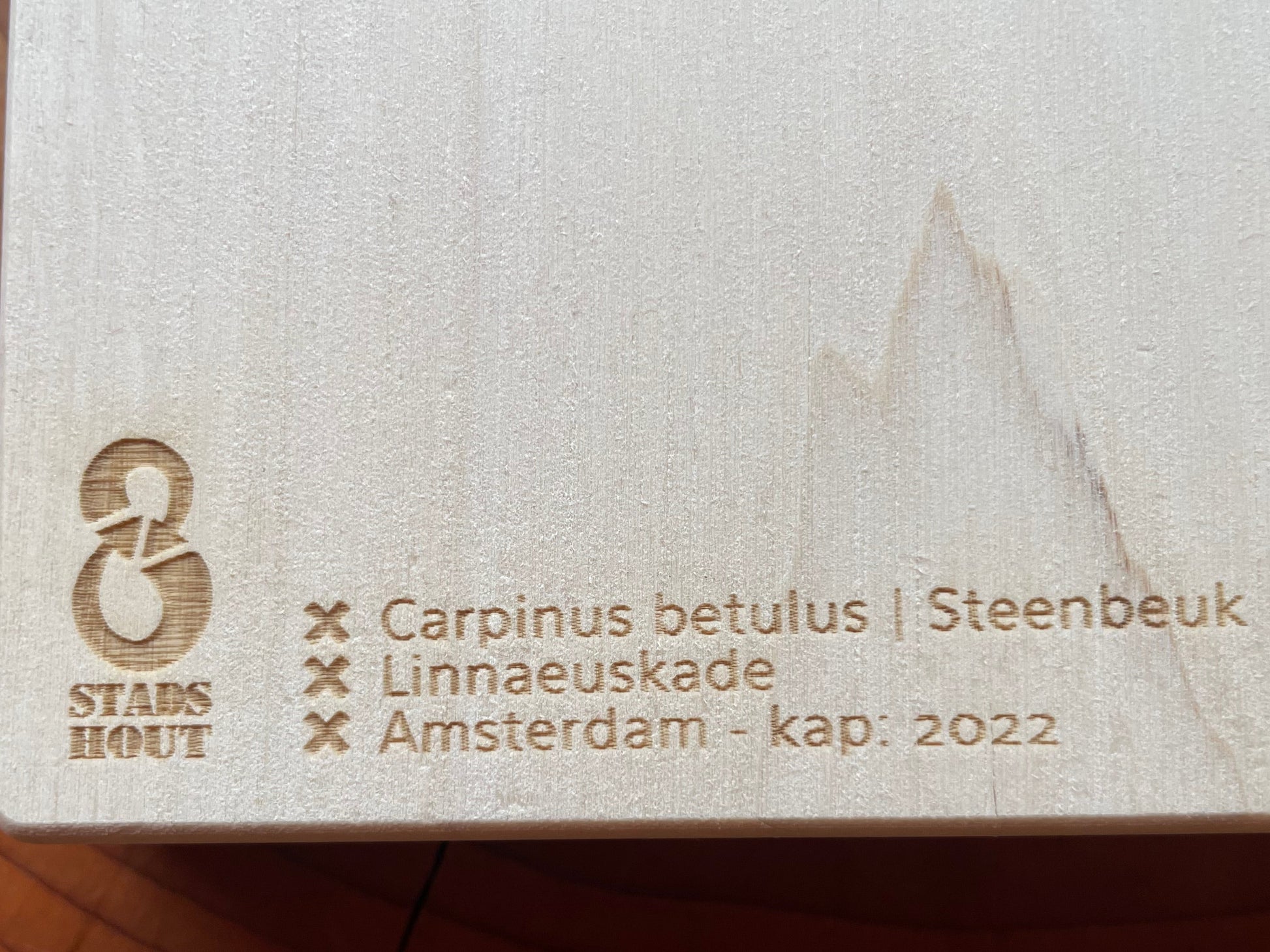 Hornbeam trivet from Linnaeuskade tree information