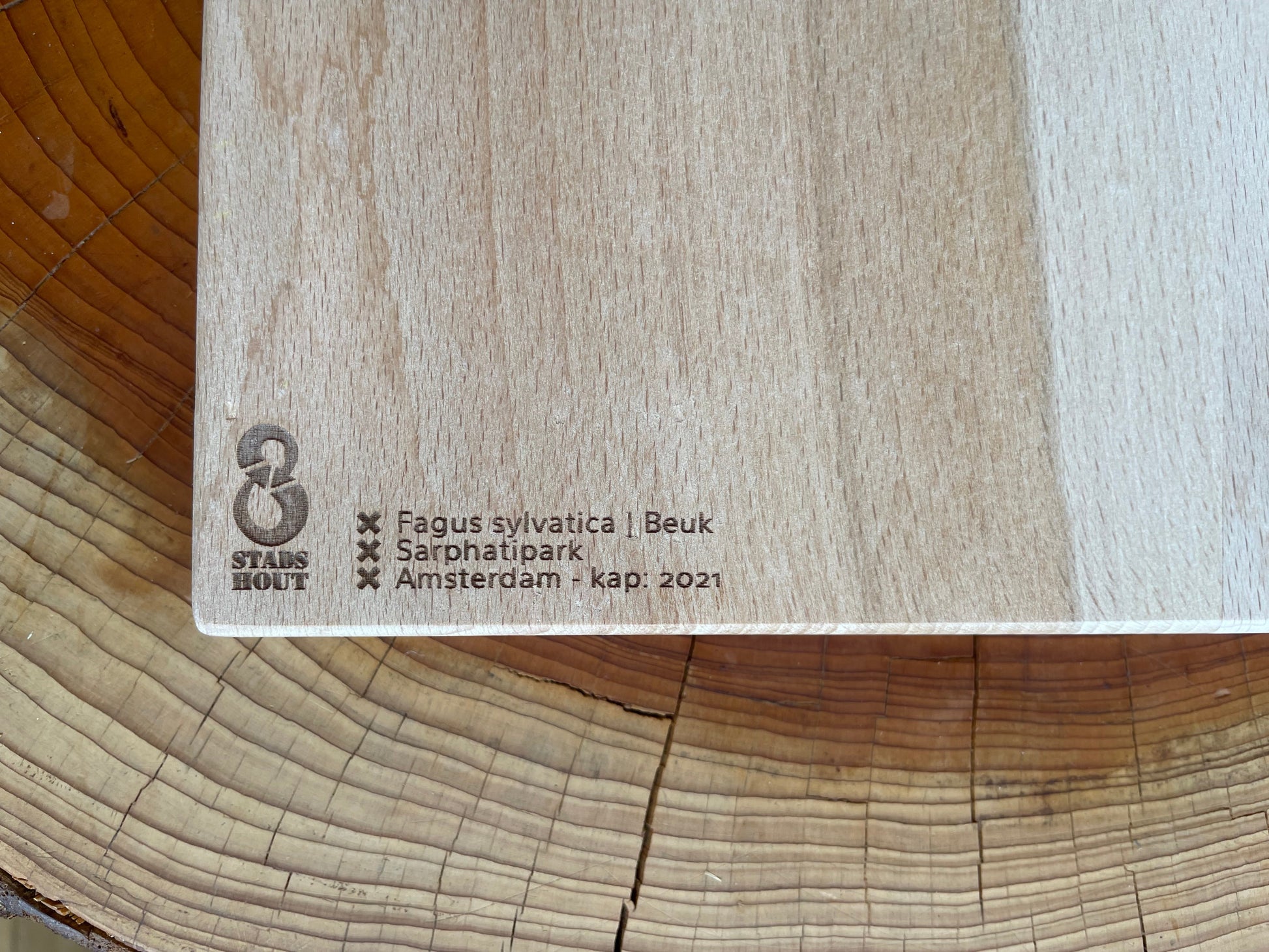 Beech Tree from Sarphatipark tree information