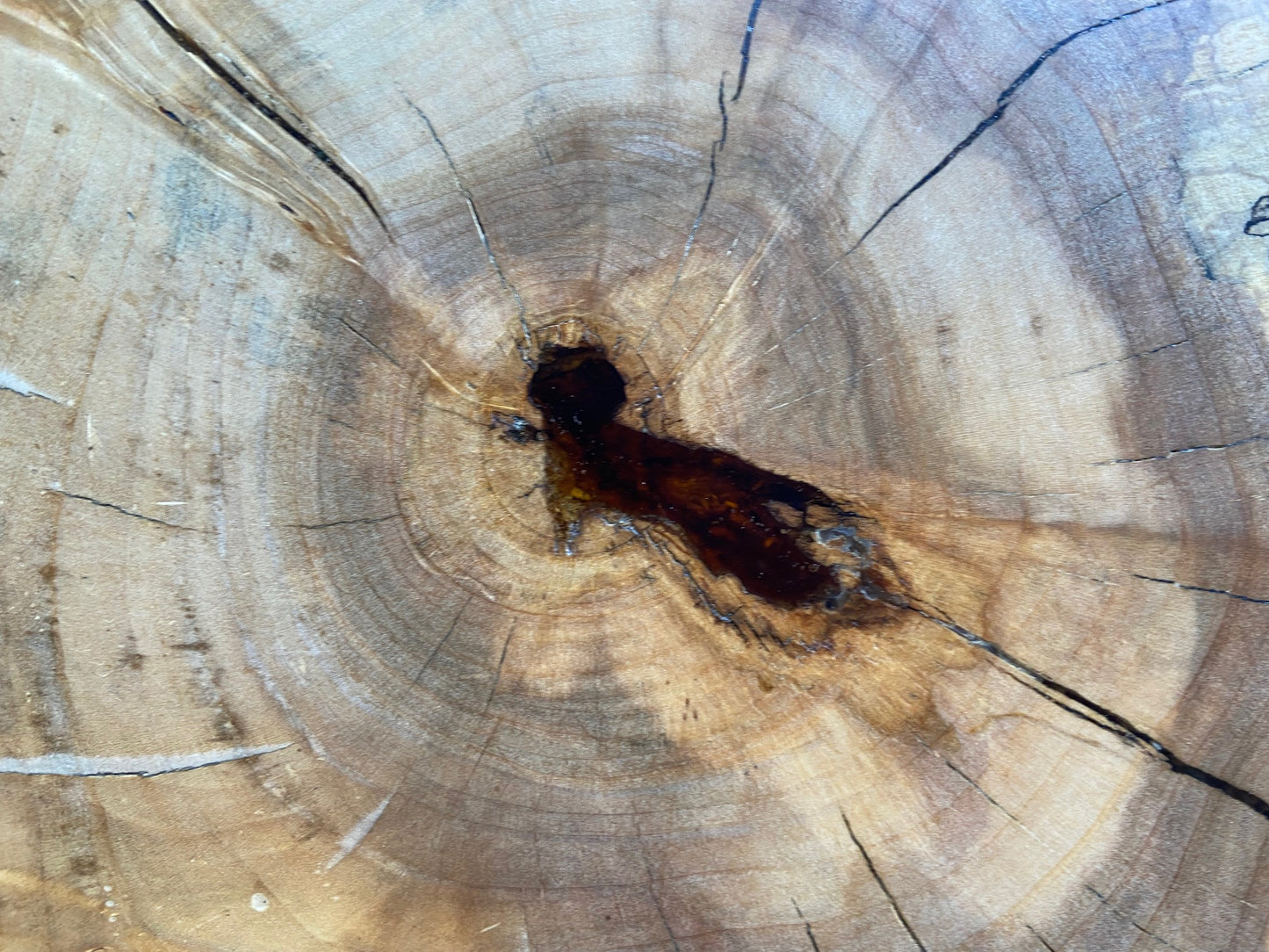 Silver Maple Coffee Table